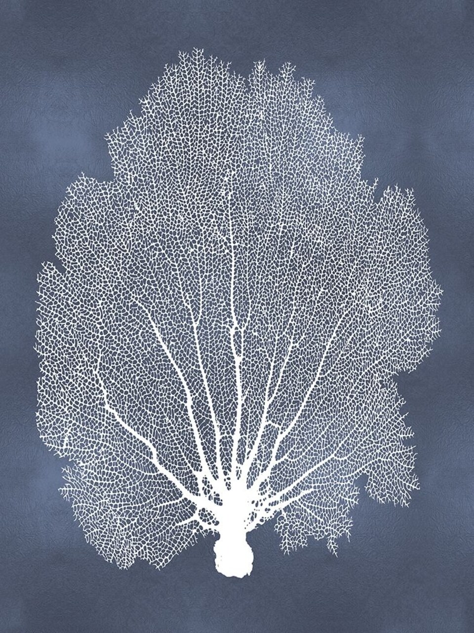 Sea Fan on Blue II Poster Print by Melonie Miller # MMR116770